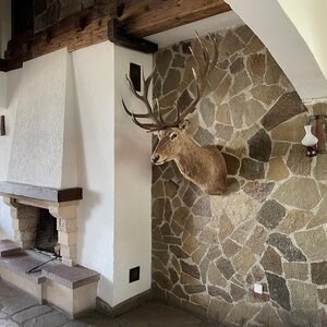 Homa Polygonal Slate - kamień naturalny do wnętrz / na zewnątrz | Fronty, chodniki i chodniki (1 m2 = 10-14 sztuk)