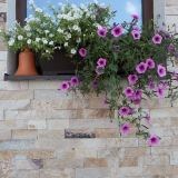 Łupek Rhodos Natur, 5 cm x LL | Kamień dekoracyjny - Płytki pionowe, zewnętrzne-wewnętrzne